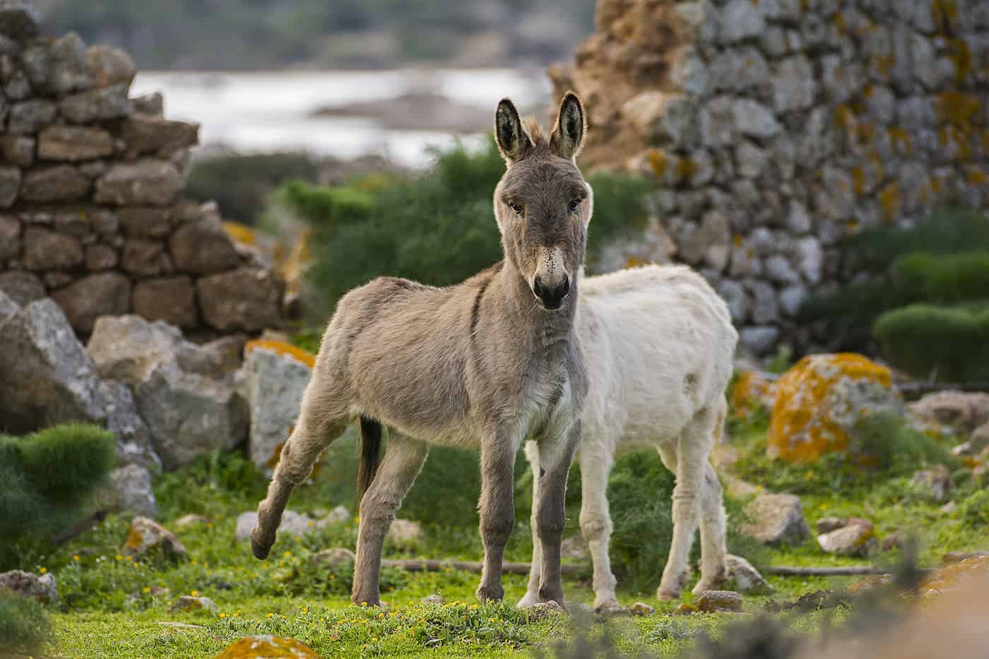 Sardinia boasts great weather all year round