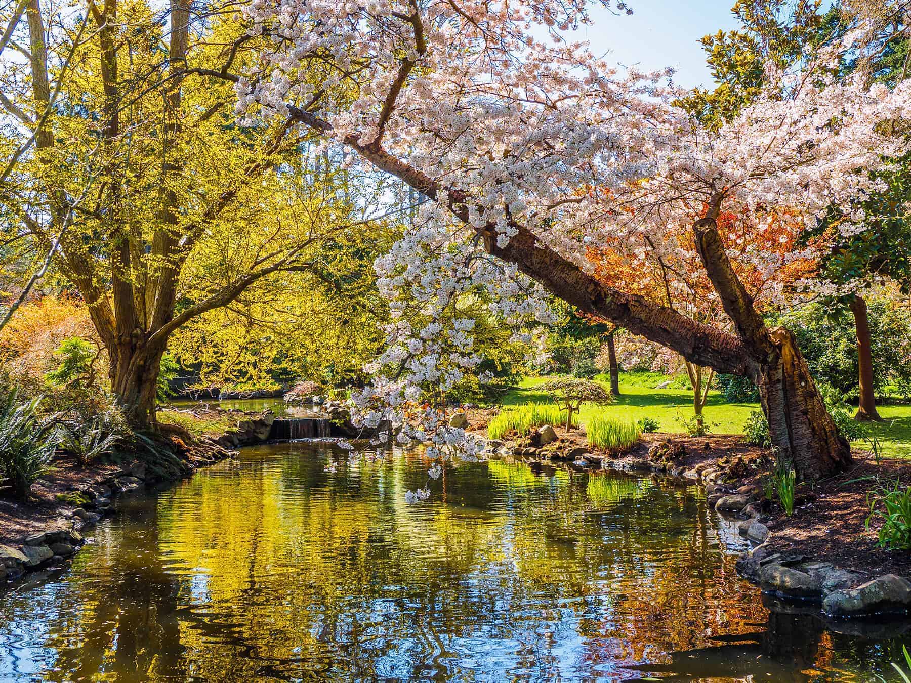 Living in Victoria BC, Canada - Beacon Hill Park
