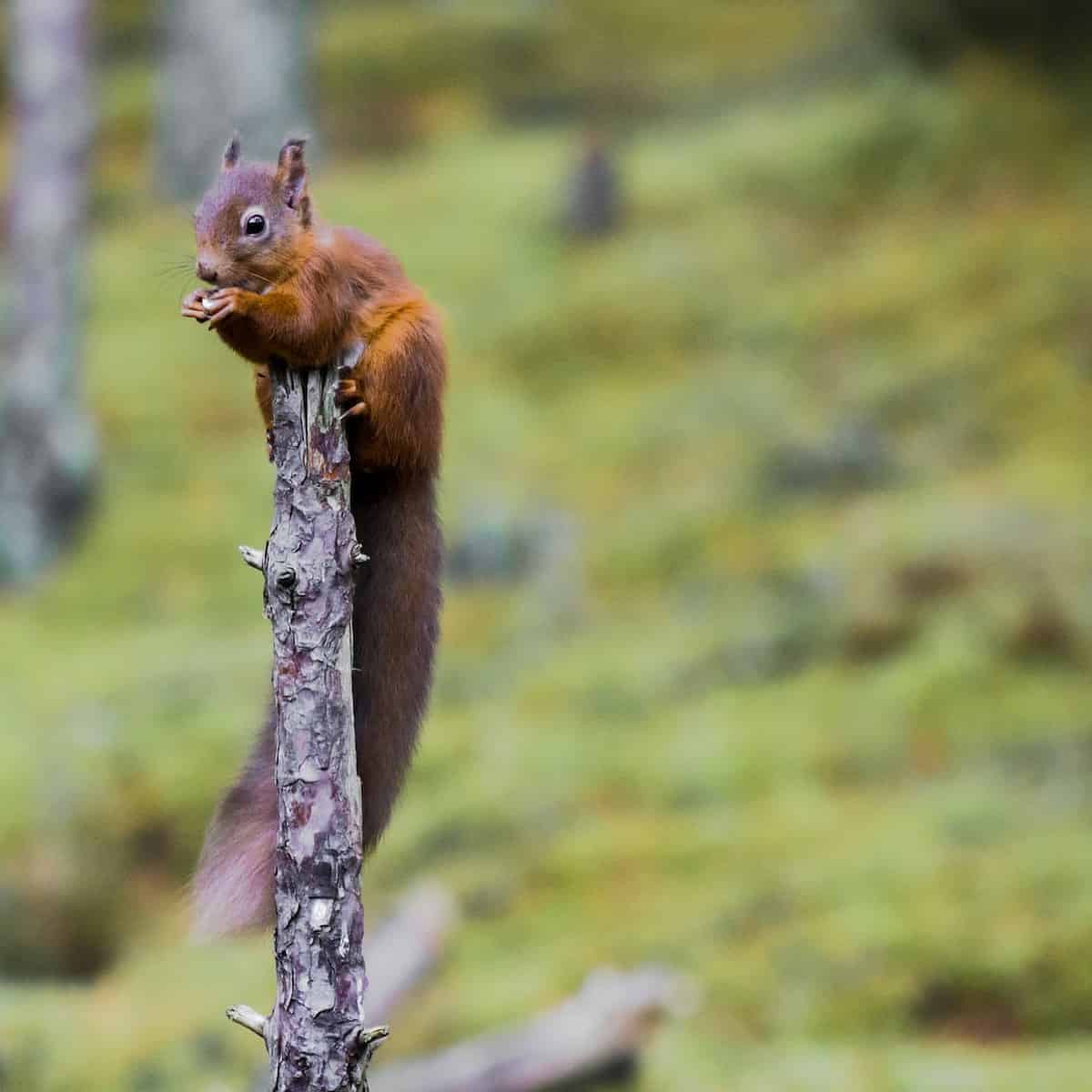 Cairngorms National Park Scotland