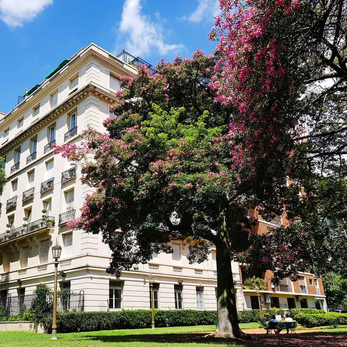 An old colonial-style building i Recoleta, Buenos Aires behind the blooming trees.