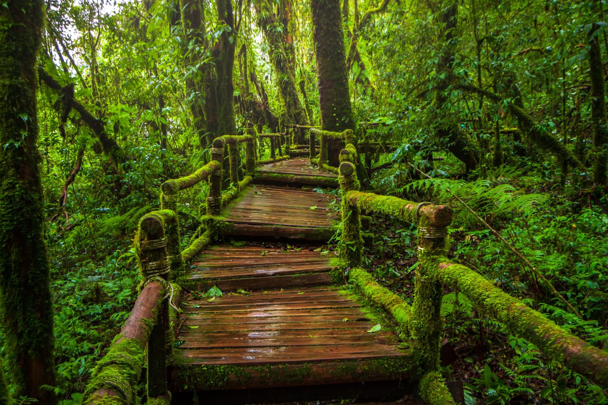 A nature trail in the rain forest at Doi Inthanon national park , Chiang mai , Thailand