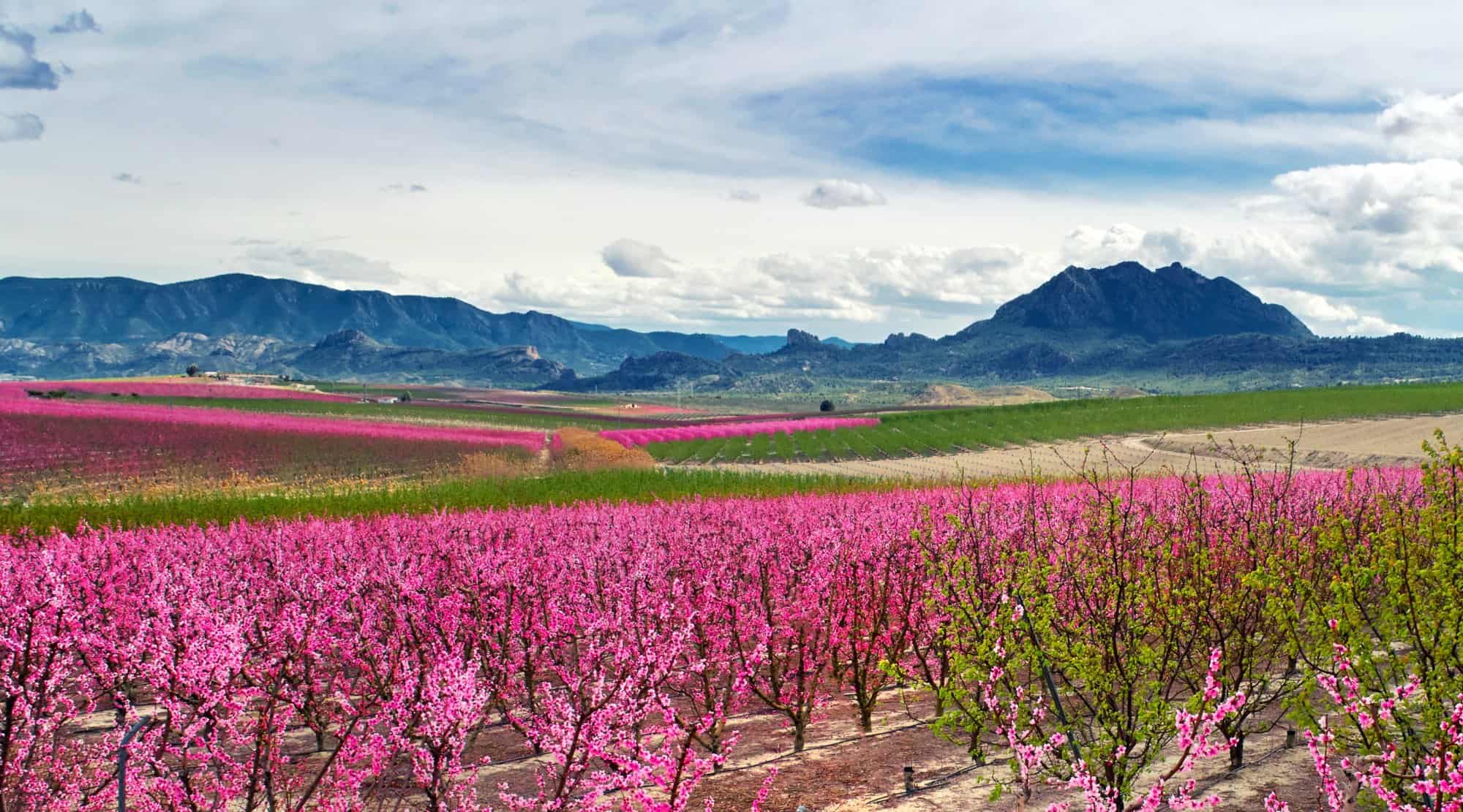 Blossoming fruit trees in Cieza in the Murcia region