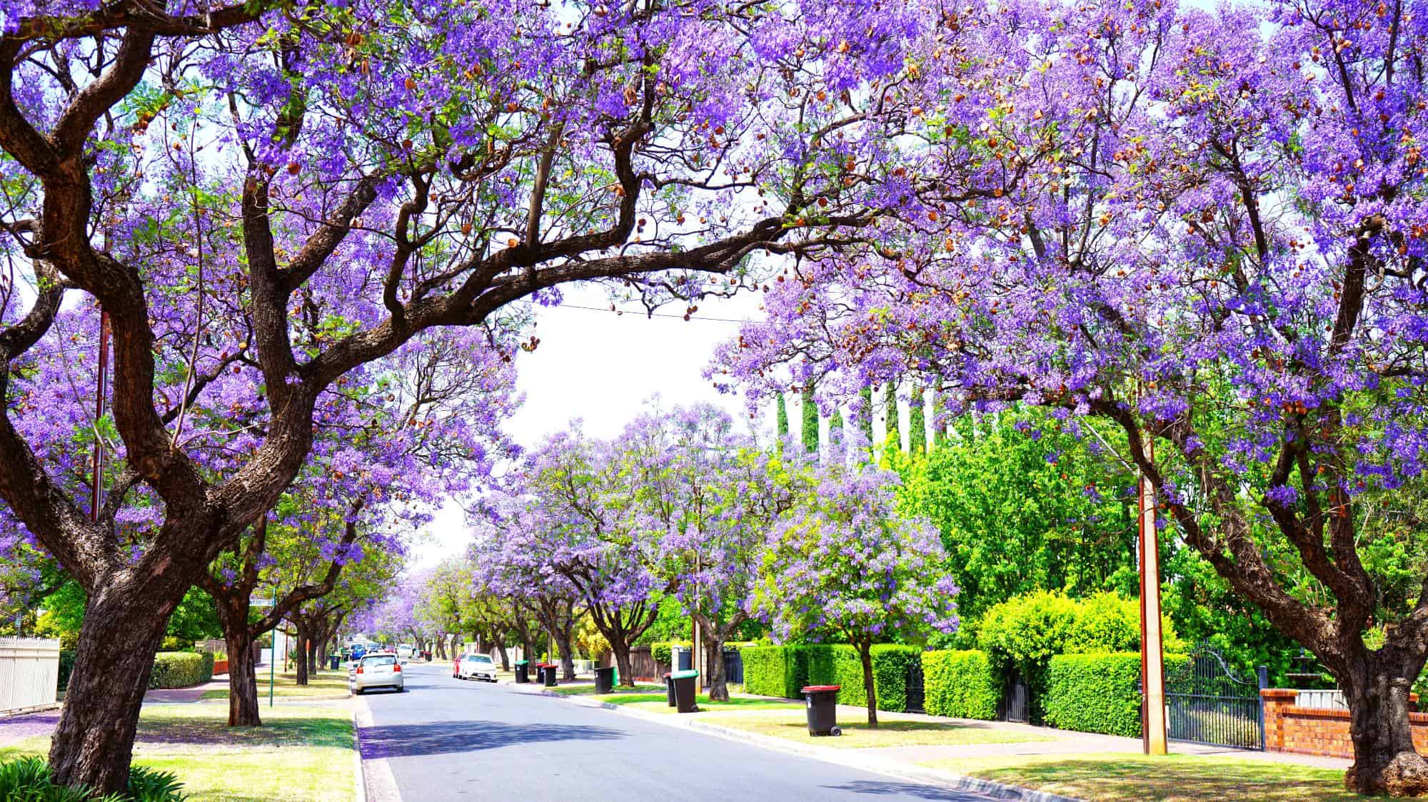 Jacaranda tree-lined Allinga Street in Glenside. A pretty residential street with blooming tress.