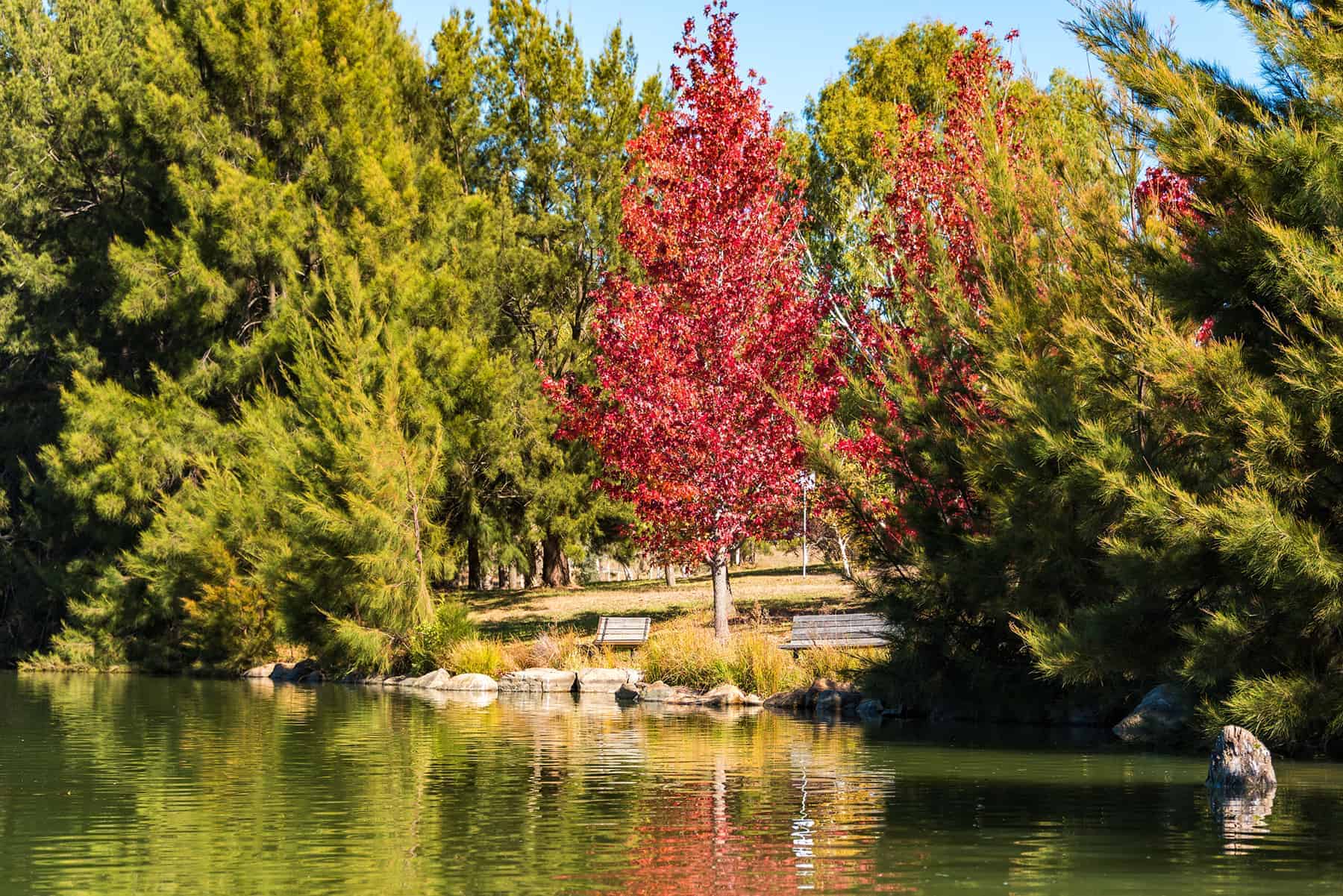 Gungahlin Pond Park in autumn. Canberra, Australia