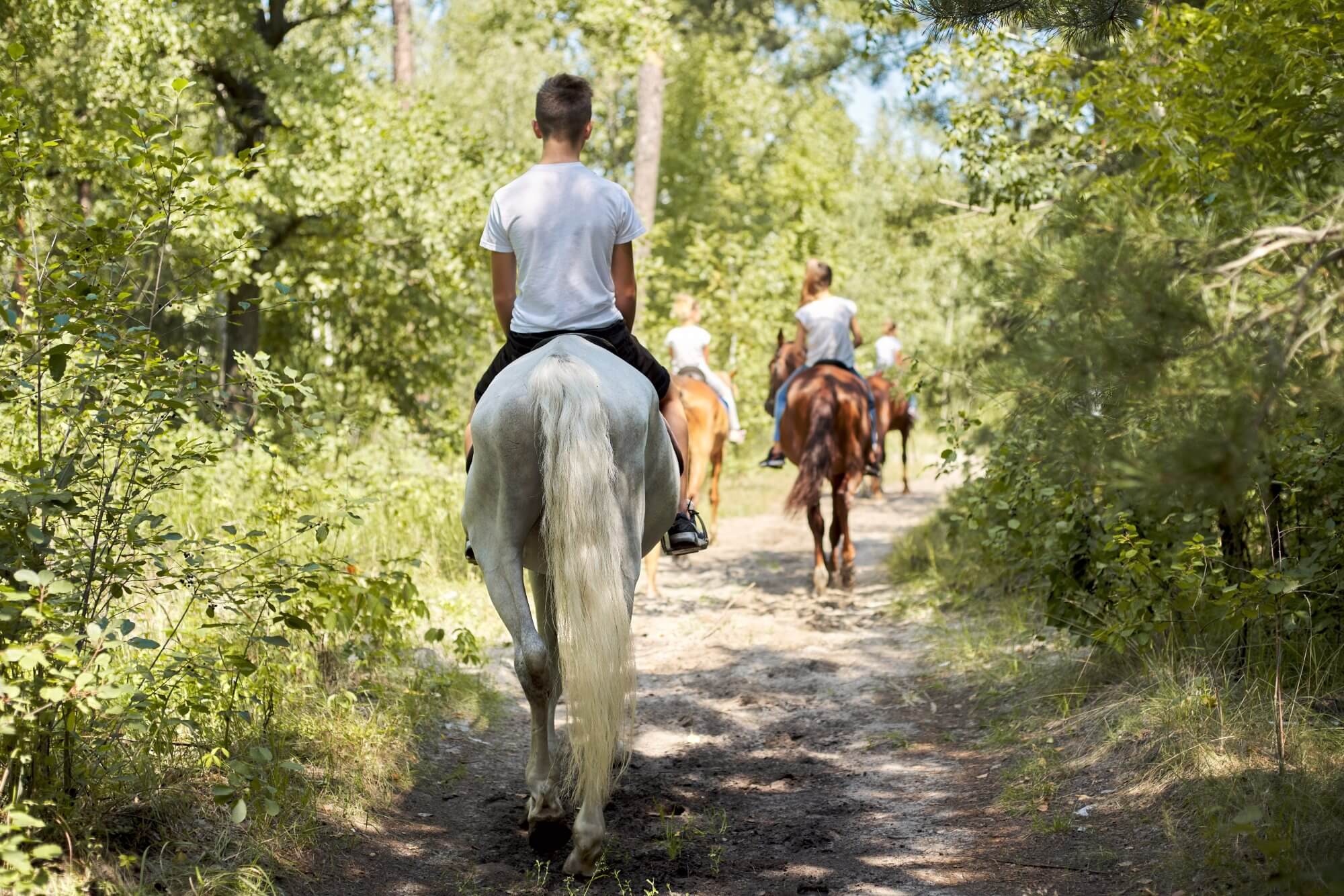 people riding horses along a leafy forest path