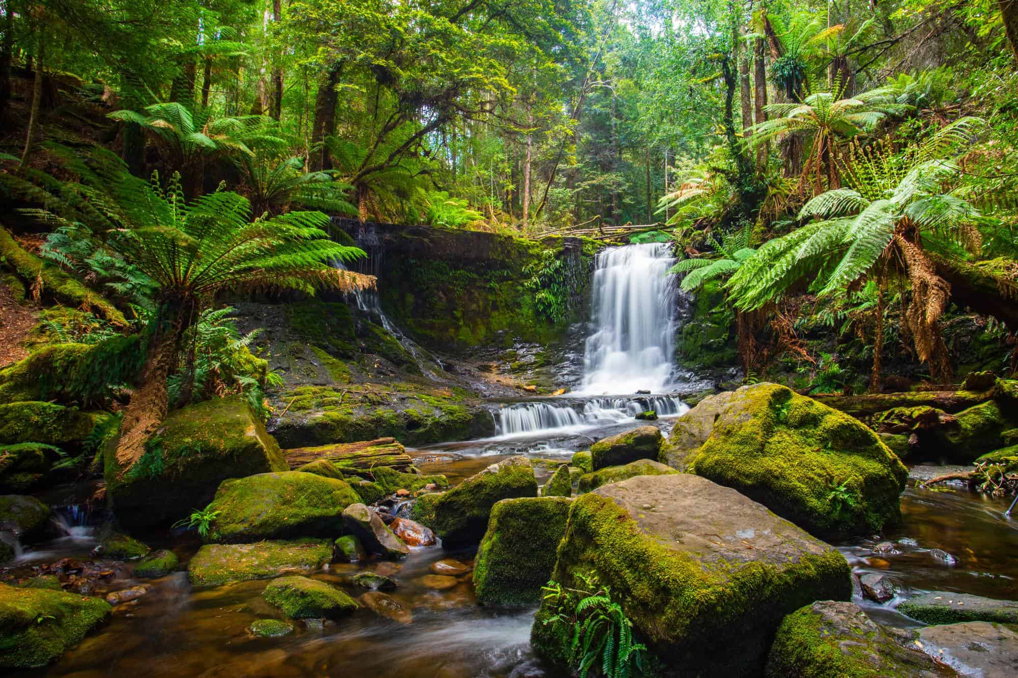 Horseshoe waterfalls surrounded by ferns and mossy stones in Mount Field National Park in Tasmania