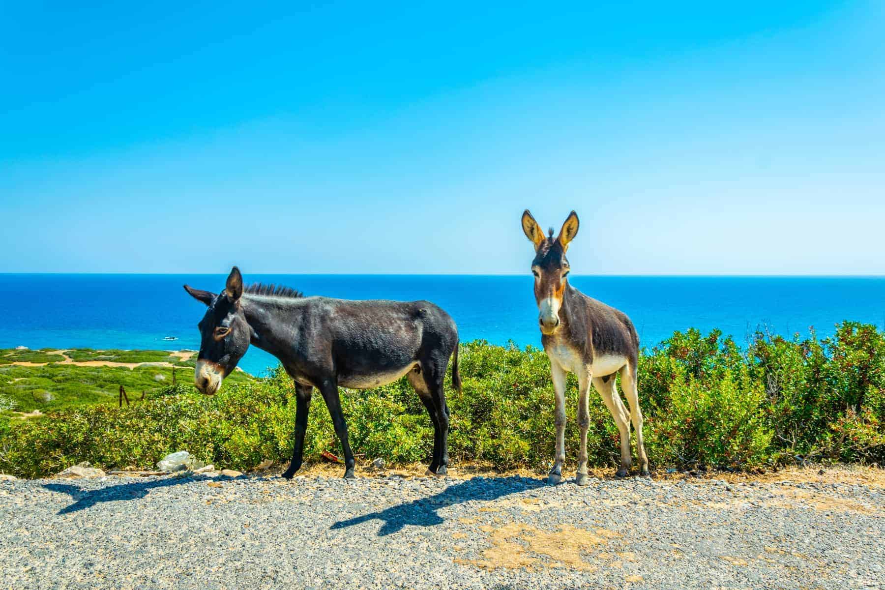 Karpaz National Park, North Cyprus