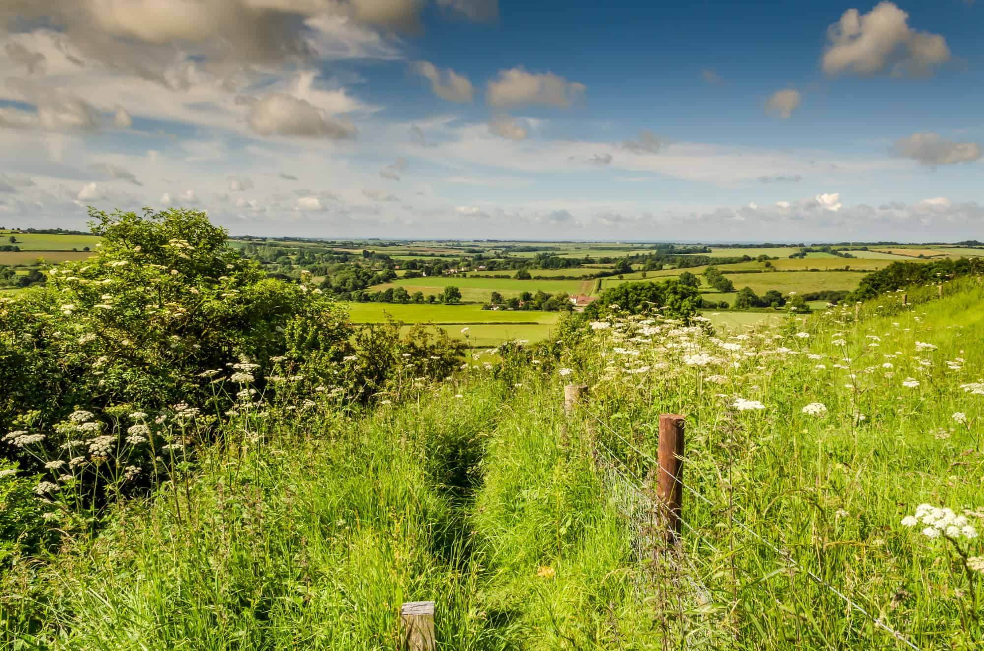 Wild flowers and greenery of Lincolnshire Wolds