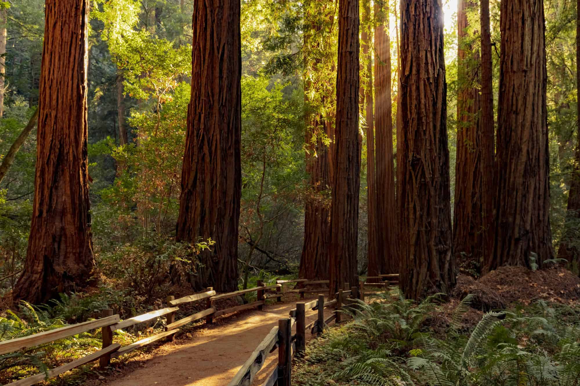 A trail through redwoods in Muir Woods National Monument near San Francisco, California