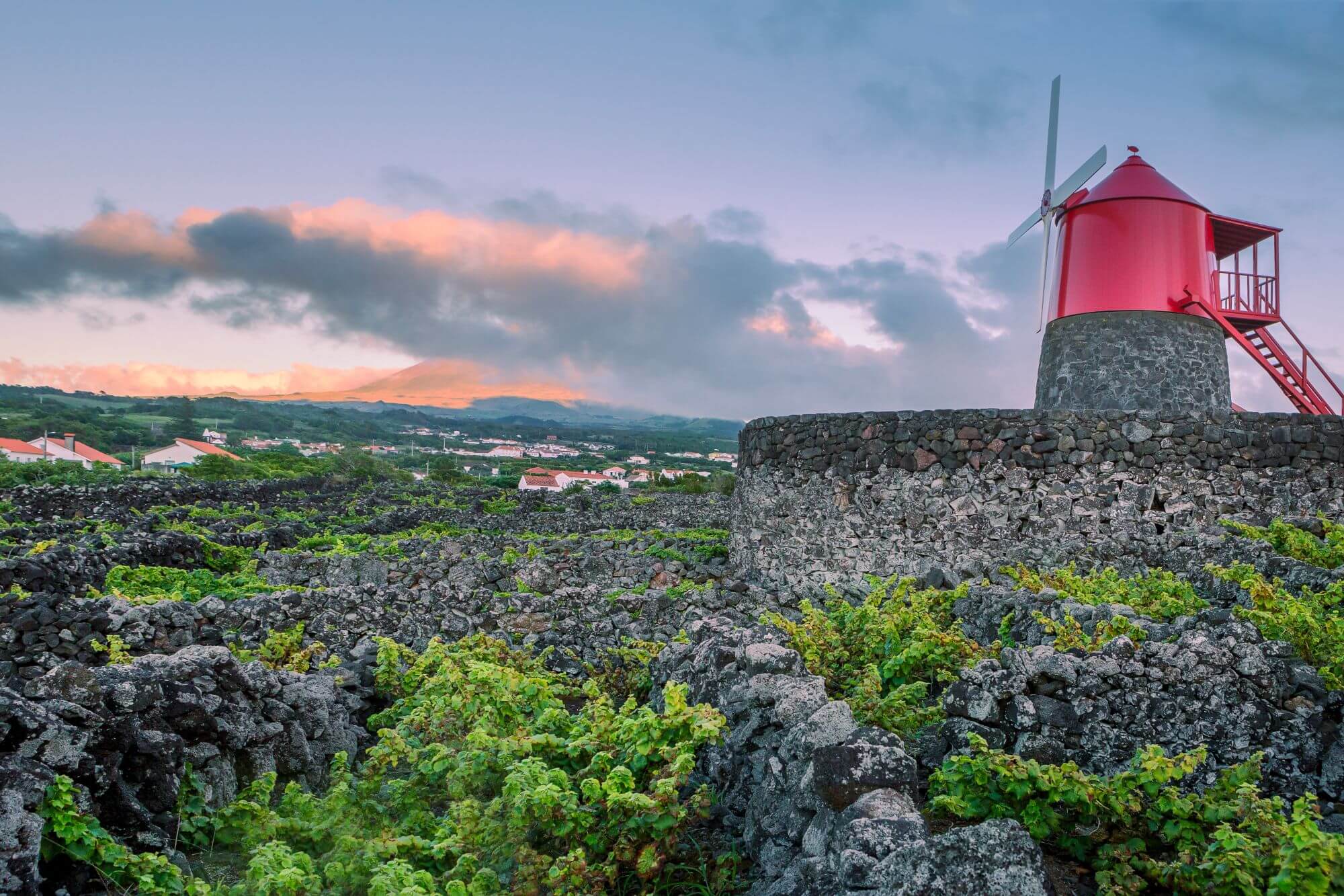 Vineyards inside lava walls at Criacao Velha. A UNESCO World Heritage Site. Pico, Azores