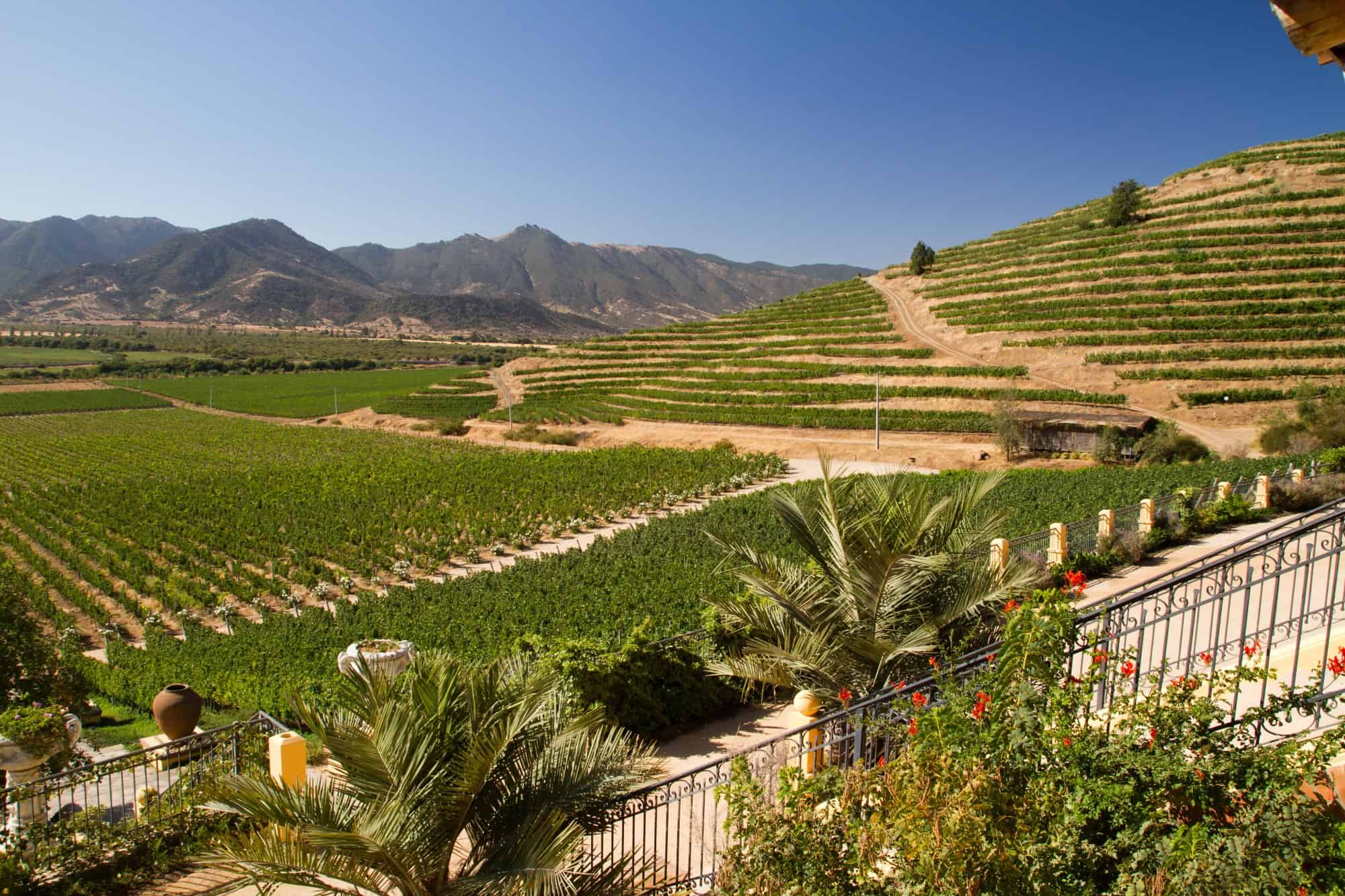 Vineyards in the Santa Cruz valley, Chile