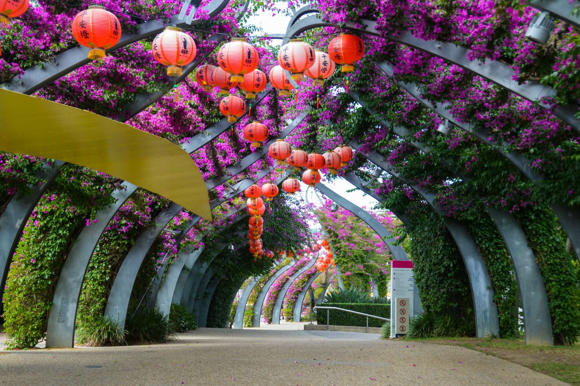 Southbank park walk - beautiful arches covered in bloom
